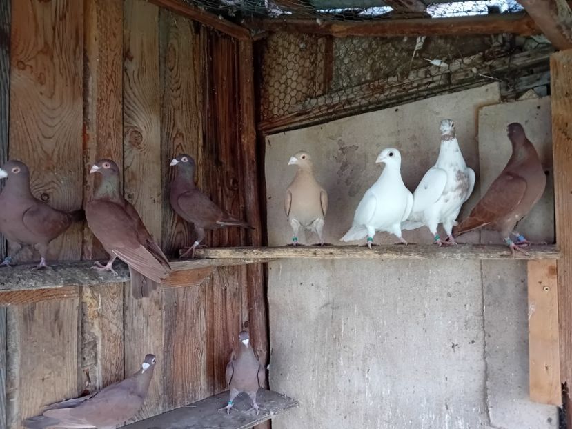  - Cauta alta voliera