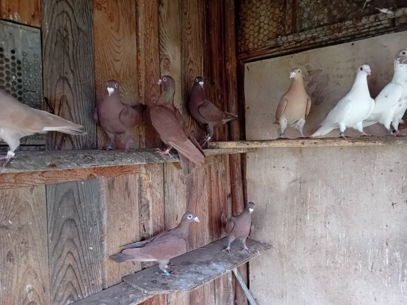  - Cauta alta voliera