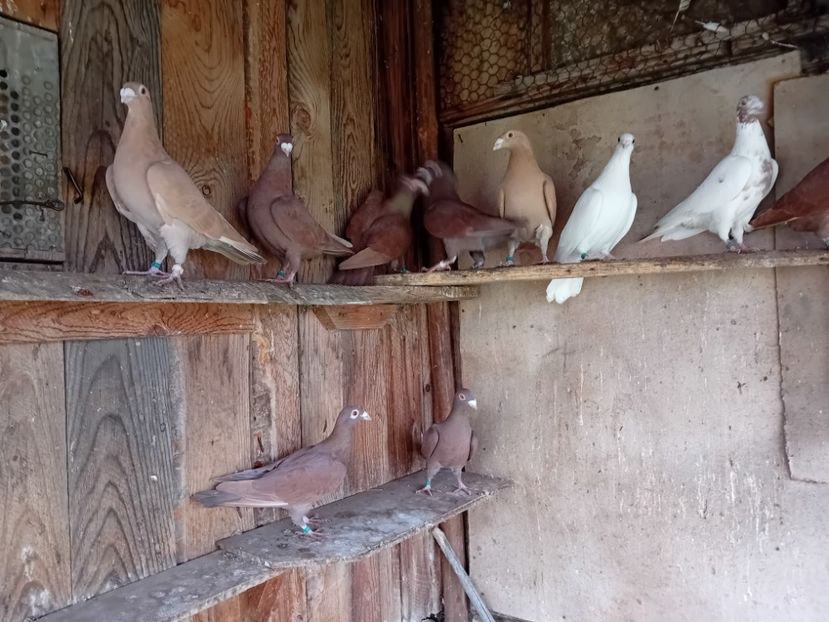  - Cauta alta voliera