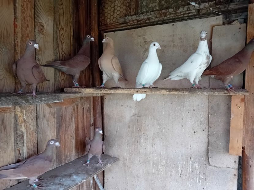  - Cauta alta voliera