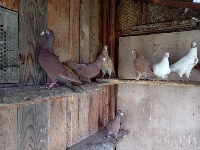  - Cauta alta voliera