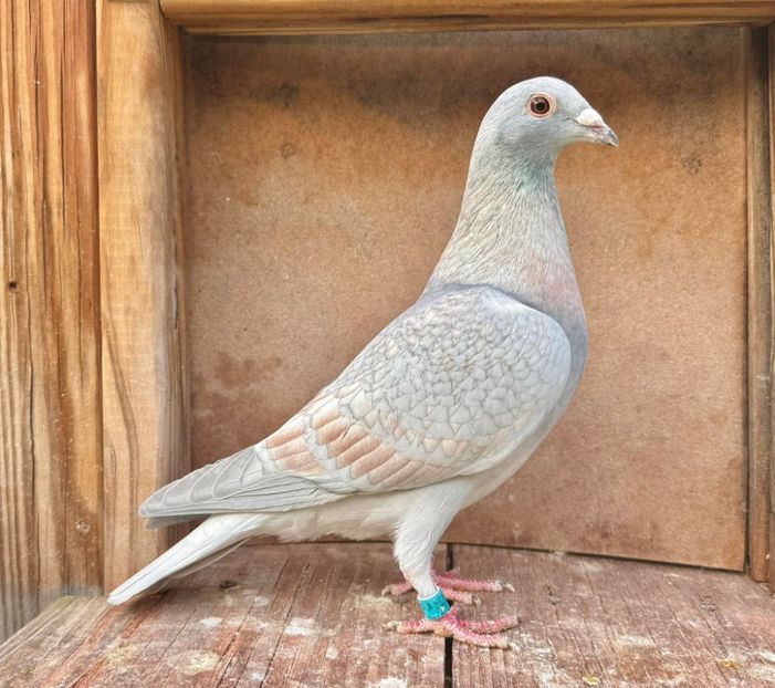  - Nu îmi aparțin 11