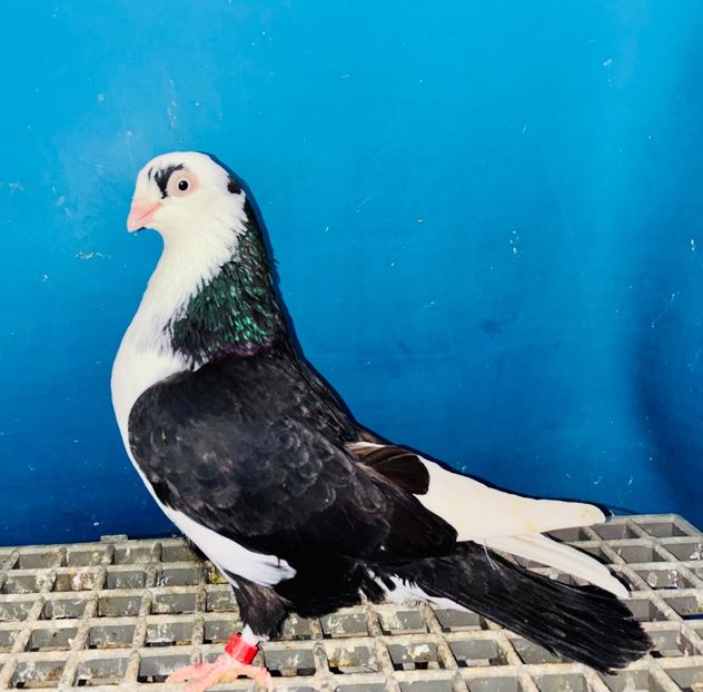 5068  femelă  2025 - Jucători de Galați