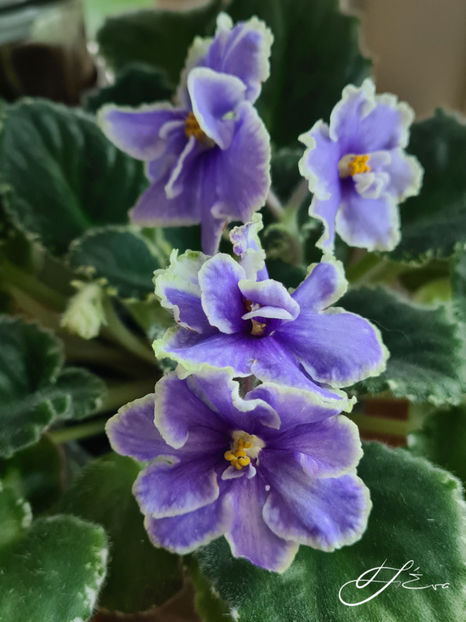  - VaT-Kholodnoe Serdtse