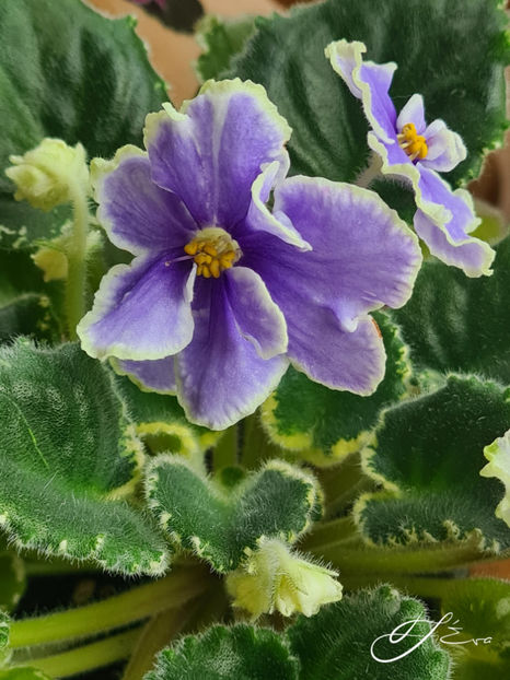  - VaT-Kholodnoe Serdtse