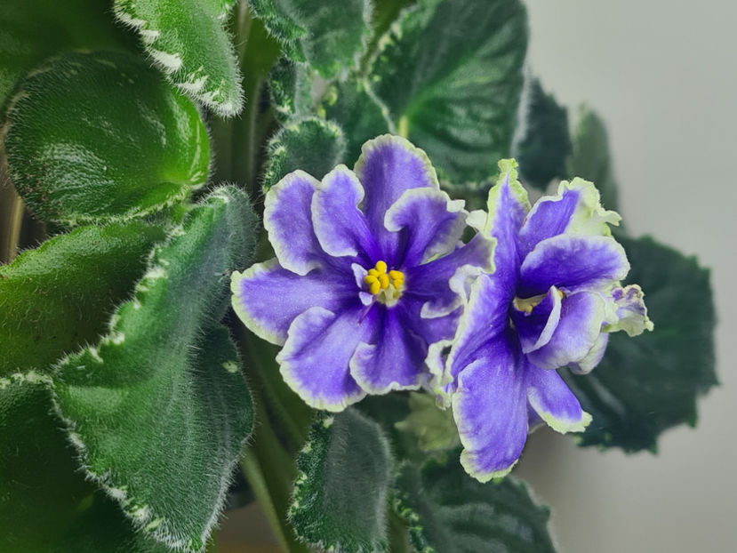  - VaT-Kholodnoe Serdtse