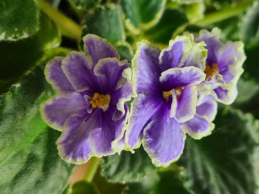  - VaT-Kholodnoe Serdtse