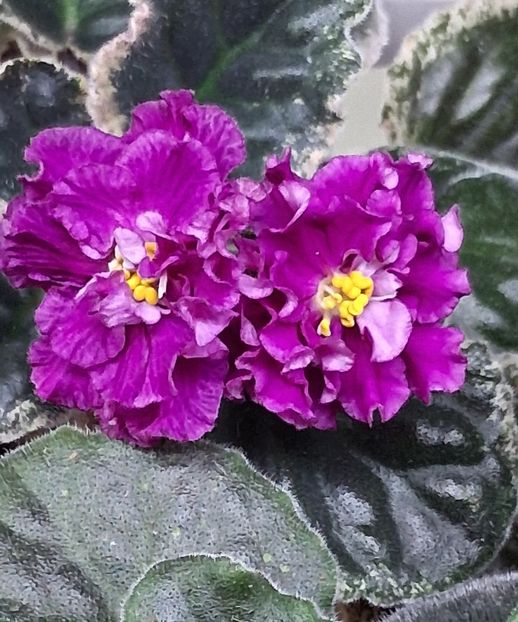  - Violete din semințe 1