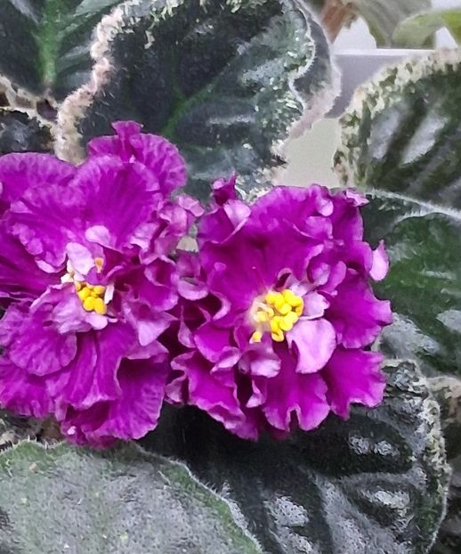  - Violete din semințe 1