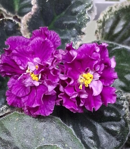  - Violete din semințe 1