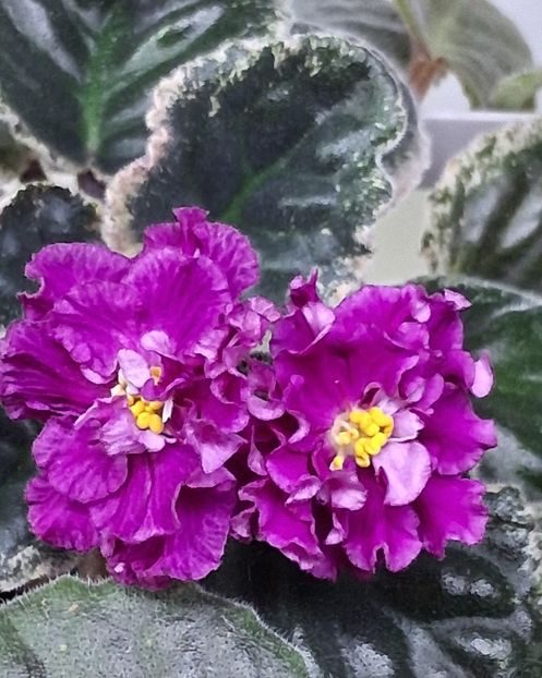  - Violete din semințe 1