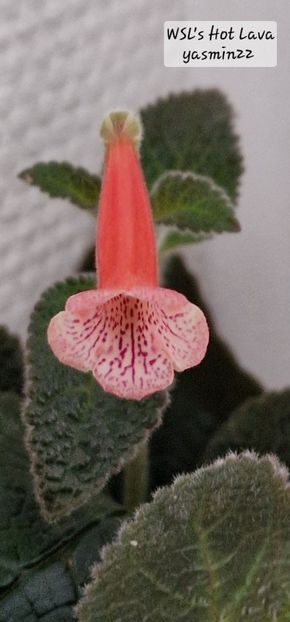 26.11.2025 - Sinningia WSLs Hot Lava