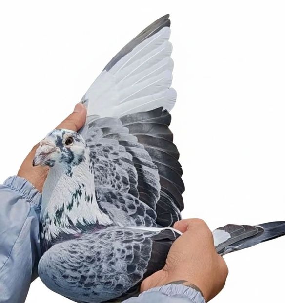  - Nu îmi aparțin 11