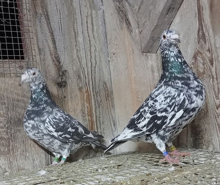  - Nu îmi aparțin 11