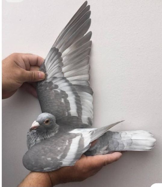  - Nu îmi aparțin 11