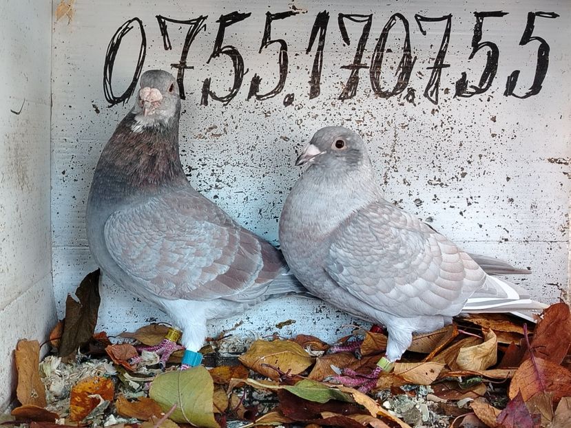  - Matca Porumbei 2026 culori rare