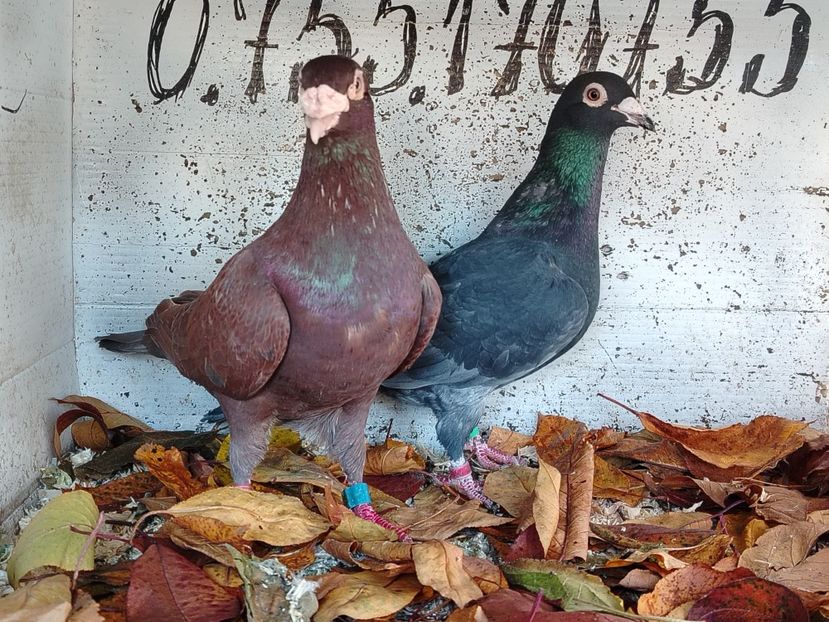  - Matca Porumbei 2026 culori rare