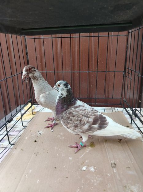  - Matca Porumbei 2026 culori rare