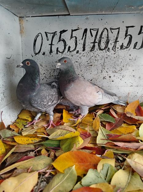  - Matca Porumbei 2026 culori rare