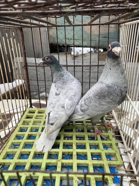  - Matca Porumbei 2026 culori rare