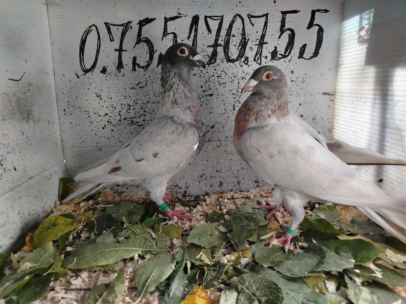  - Matca Porumbei 2026 culori rare