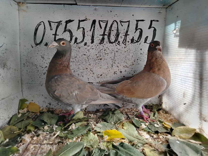  - Matca Porumbei 2026 culori rare