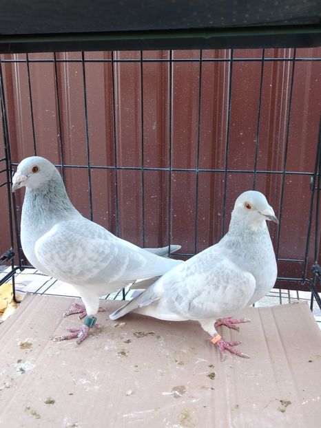  - Matca Porumbei 2026 culori rare