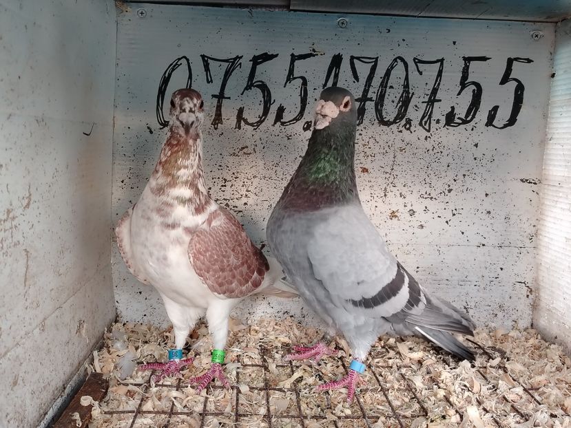  - Matca Porumbei 2026 culori rare