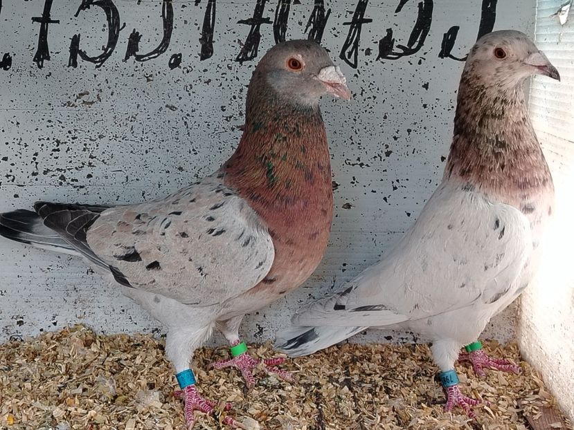  - Matca Porumbei 2026 culori rare