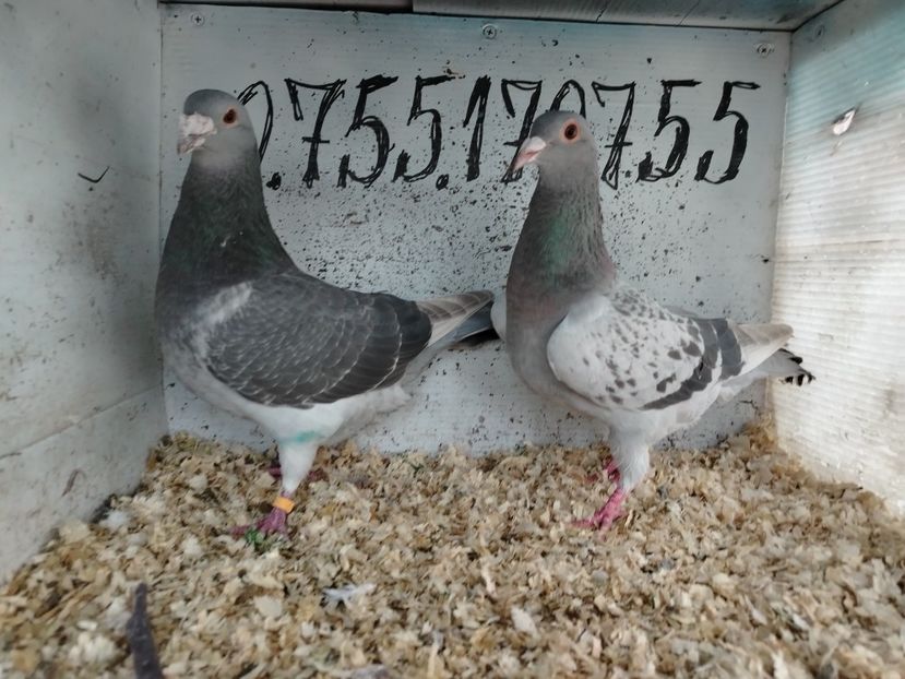  - Matca Porumbei 2026 culori rare