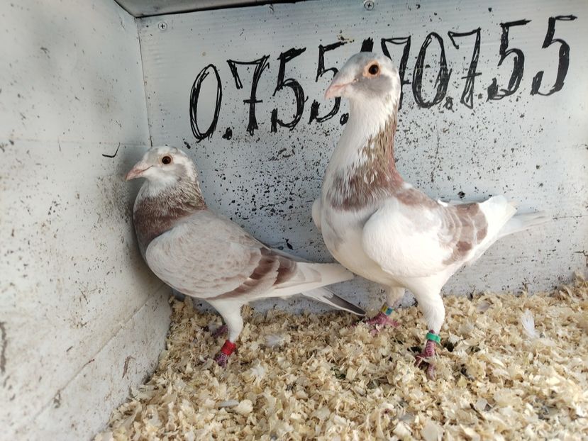  - Matca Porumbei 2026 culori rare