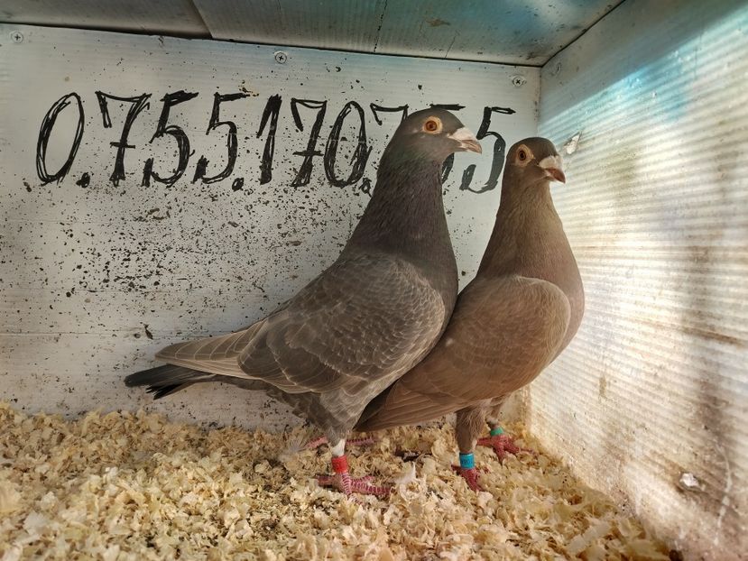  - Matca Porumbei 2026 culori rare