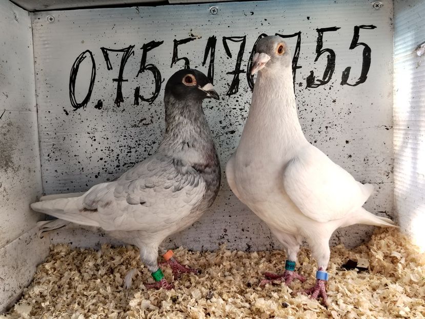  - Matca Porumbei 2026 culori rare