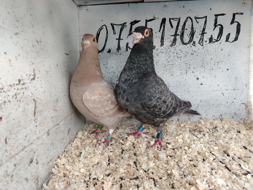  - Matca Porumbei 2026 culori rare