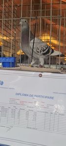 Daniela Provincială Muntenia, loc 3 As Maraton Tineret - Rezultate