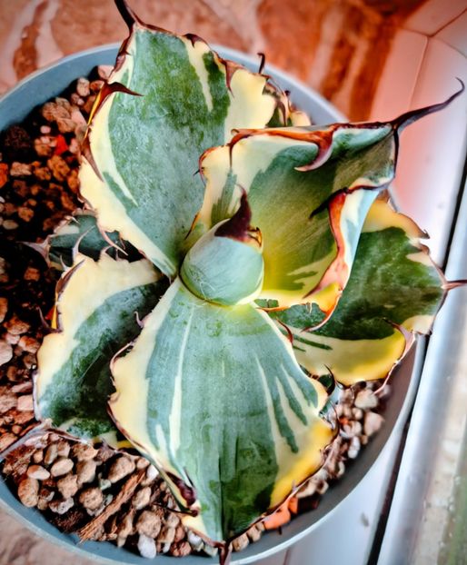  - Agave Titanota