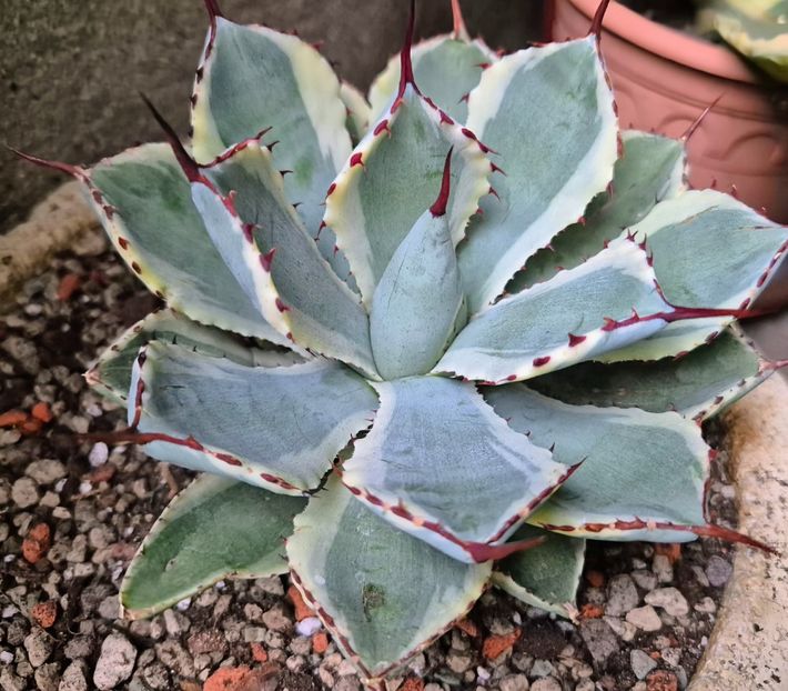 Agave parryi variegated - Agave Parryi