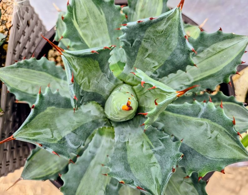 Agave isthmensis Lonkie 2025 - Agave Isthmensis