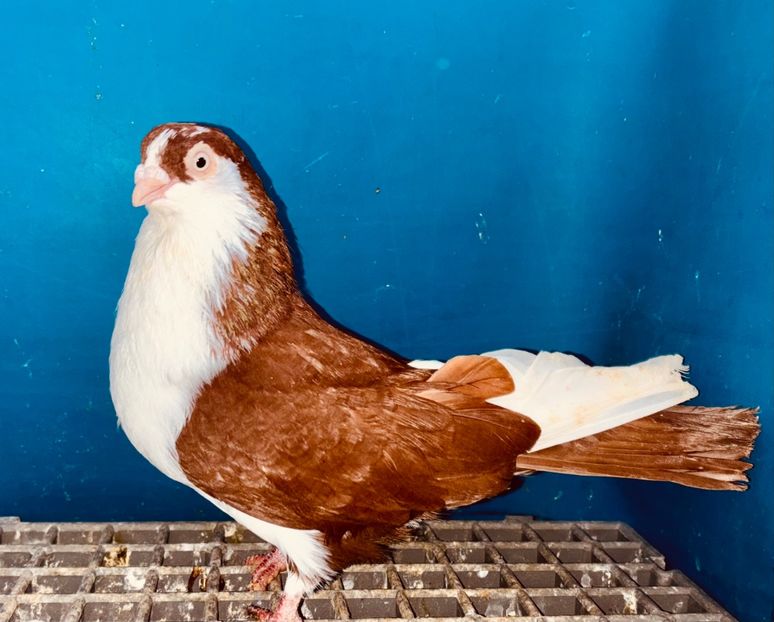 28058  mascul  2024 - Jucători de Galați