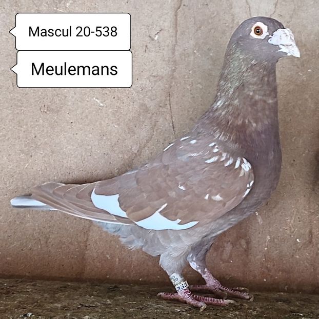Mascul 20-538 - Meulemans