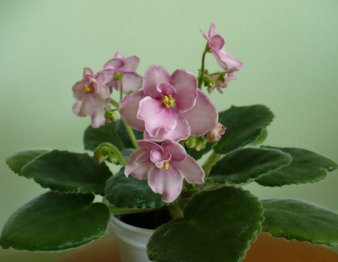 P1220148 - Aca s Pink Delight