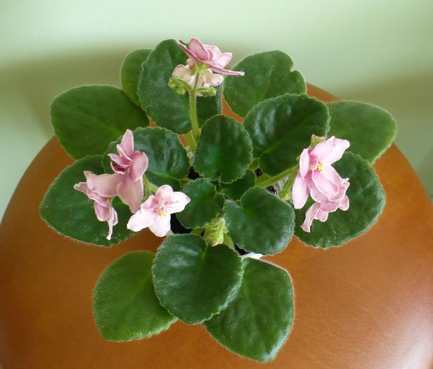 P1220150 - Aca s Pink Delight