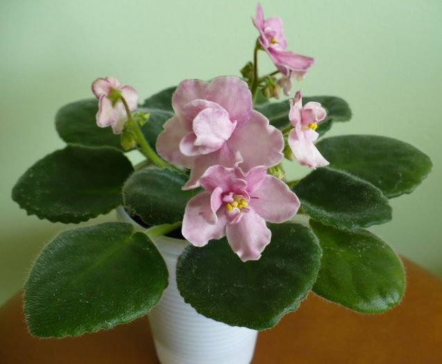 P1220151 - Aca s Pink Delight