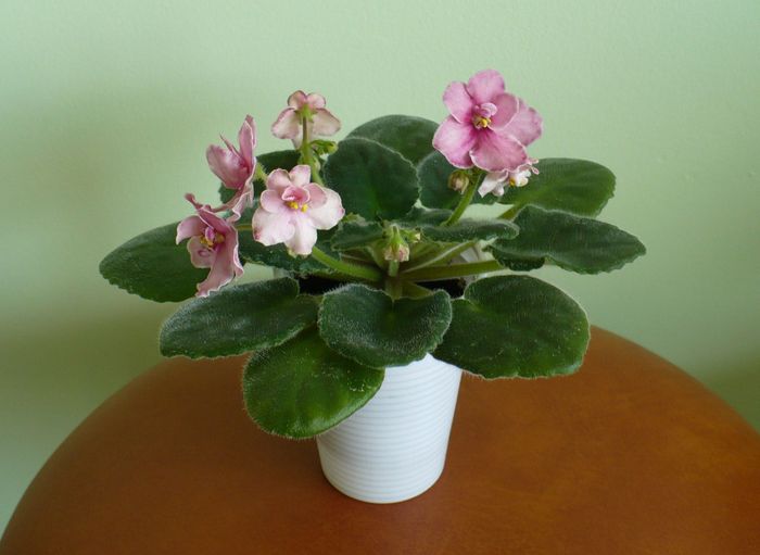 P1220152 - Aca s Pink Delight