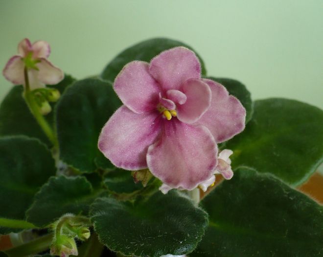 P1220153 - Aca s Pink Delight