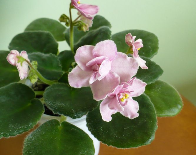 P1220156 - Aca s Pink Delight