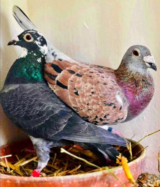  - Nu îmi aparțin 11