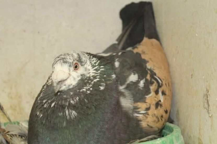  - Nu îmi aparțin 11