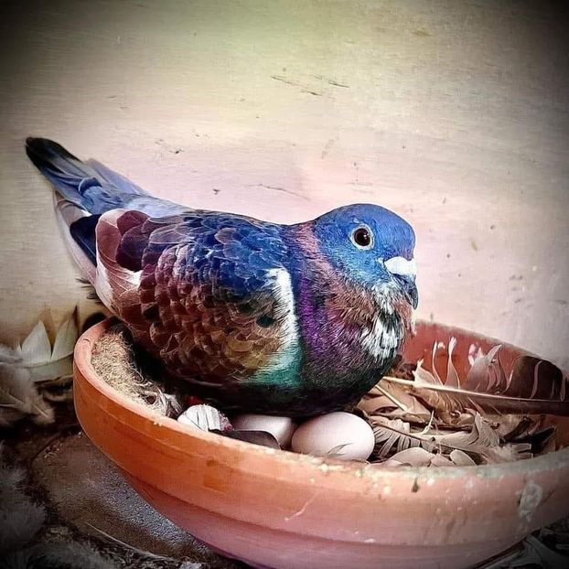  - Nu îmi aparțin 11