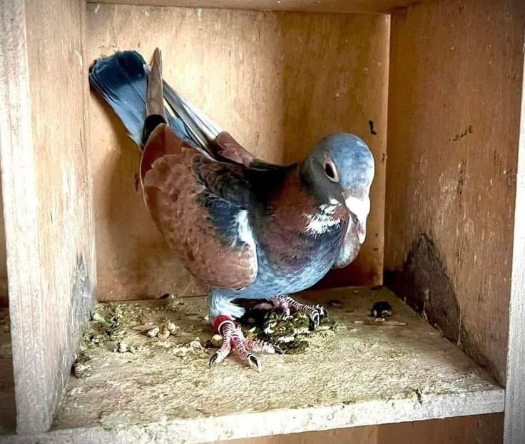  - Nu îmi aparțin 11